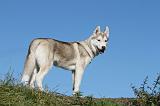 SIBERIAN HUSKY 901